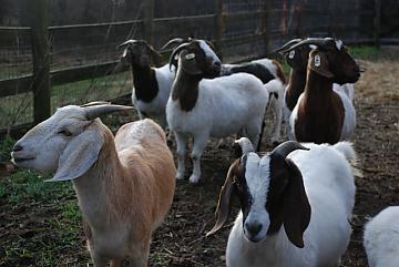 Types Of Goats – Answers To All Types Of Questions | TypesOf.com