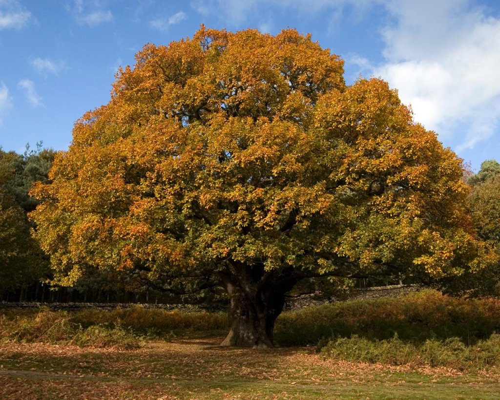 Types Of Oak Tree Answers To All Types Of Questions TypesOf Com   Types Of Oak Tree Img1 1024x819 